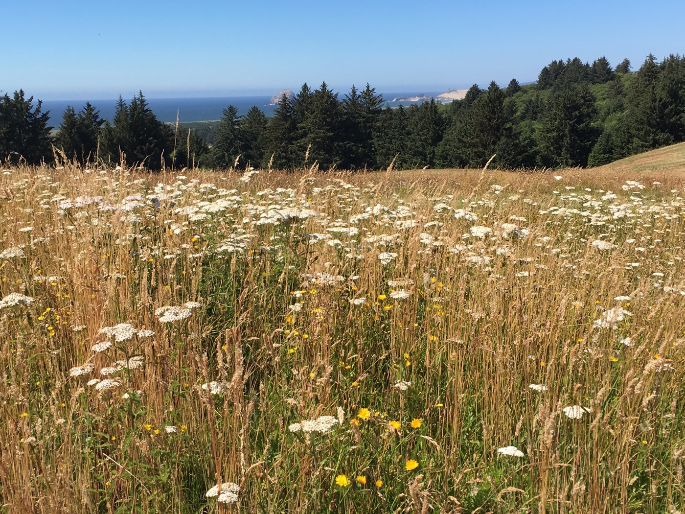 Nestucca Bay National Wildlife Refuge with Cape Kiwanda in the distance